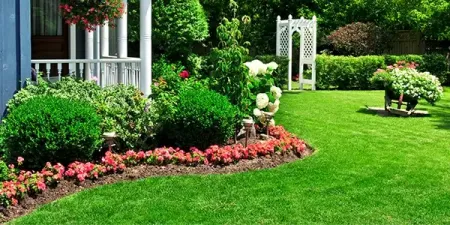 shrubs