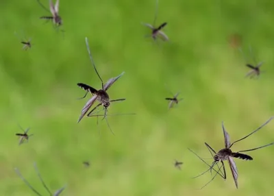 mosquitoes